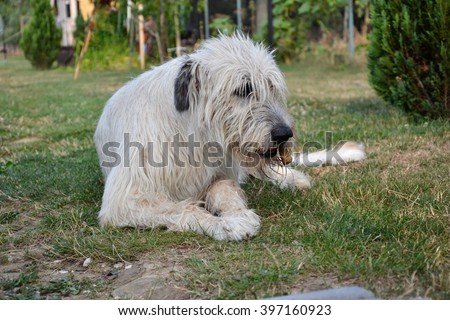 Lying Irish Wolfhound dog eats bone on the grass. The dog gnaws a bone in the garden on the lawn
