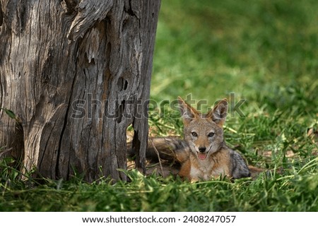 Lying jackal under a tree, green grass and tree trunk, Okavango delta in Botswana. Wildlife Africa. First rain in nature.