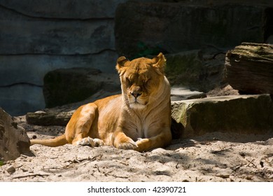 Lying lion