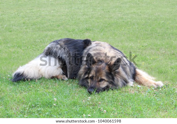 Lying Longcoat Sable German Shepherd Dog Stock Photo Edit Now
