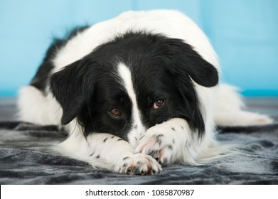 Lying mixed breed dog isolated on blue background