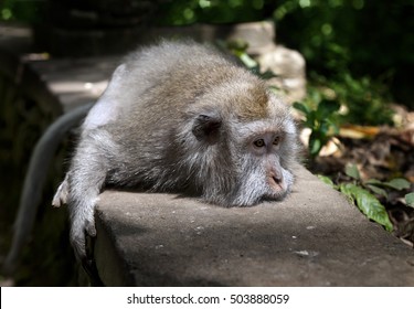 
lying monkey