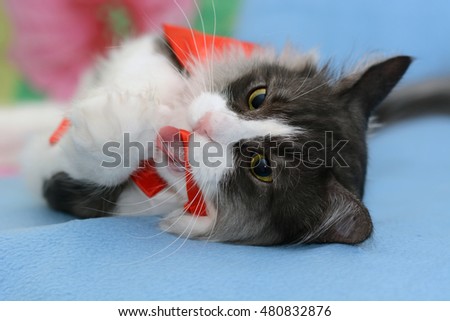 Similar – Cat playing a red ribbon on a floor. View from above