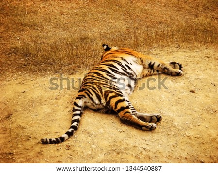 Lying on the side of the tigress                               