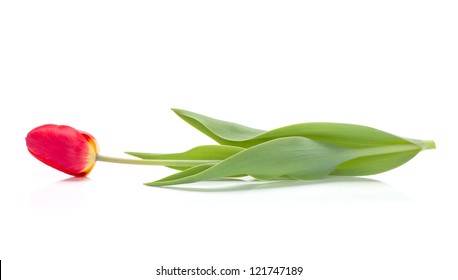 Lying Red Tulip. Isolated On White Background