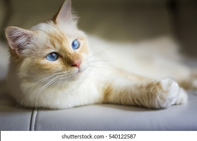 Chat Sacre De Birmanie Images Stock Photos Vectors Shutterstock