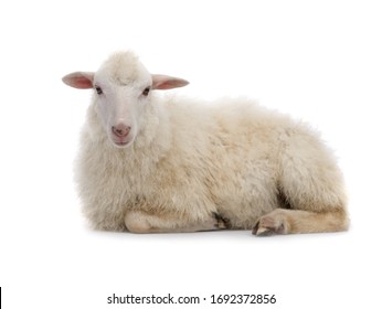 Лежащая овца изолирована на белом фоне.