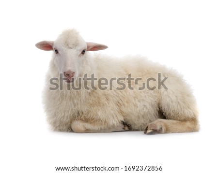 Lying sheep isolated on a white background.