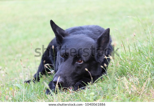 Lying Shortcoat Solid Black German Shepherd Stock Photo Edit Now