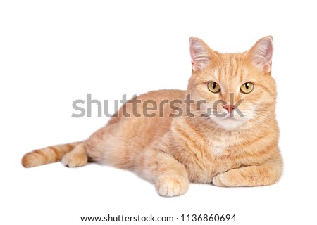 
Lying tabby ginger cat isolated on white background. 