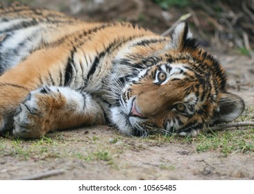 Lying tiger