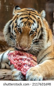 A Lying Tiger Eats A Piece Of Red Meat