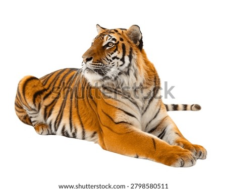 Lying Tiger Resting Pose, Full Body Visible, Calm Expression, Ultra Realistic, Isolated on White Background.