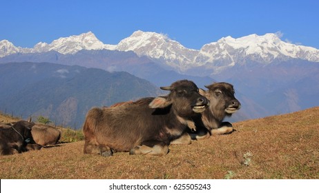 Lying water buffalo babies in Ghale Gaun. Snow capped Manaslu range, Nepal.