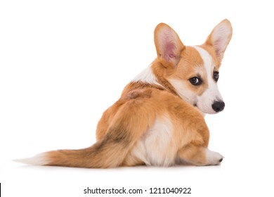 Lying Welsh Corgi Dog From Behind Turn Around And Looking To Camera