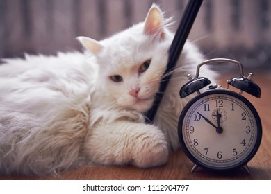 Lying White Cat Near Alarm Clock