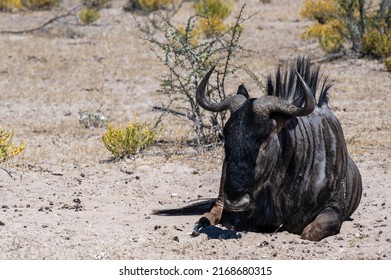 Lying wildebeest (Connochaetes) in the Etosha National Park, Namibia