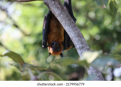 Lyle's Flying Fox (bat) Roosts In Trees