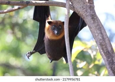 Lyle's Flying Fox (bat) Roosts In Trees