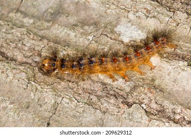 Lymantria Dispar Dispar, European Gypsy Moth Caterpillar