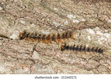 Lymantria Dispar Dispar, European Gypsy Moth Caterpillar