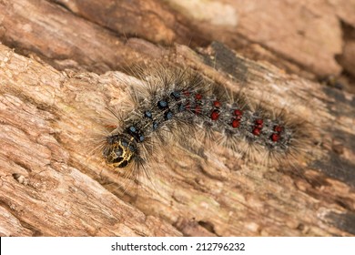 Lymantria Dispar Dispar, European Gypsy Moth Caterpillar