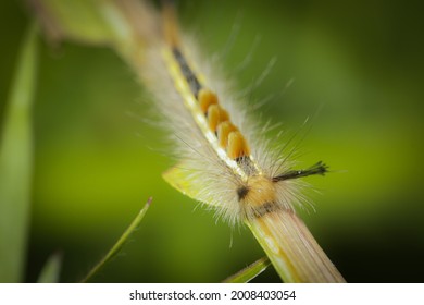 Lymantriinae, Hairy Caterpillar It Has A Thick Fur And You Can Feel So Itchy If The Fur Sticks To Your Skin