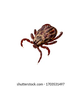 Lyme Disease Infected Tick Insect Isolated Stock Photo 1703531497 ...