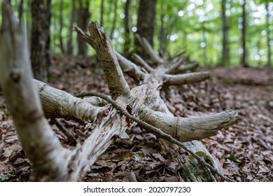 LYNCHBURG, UNITED STATES - Jul 25, 2021: A selective focus shot of a unique dead tree with many branches in a lush forest, Lynchburg