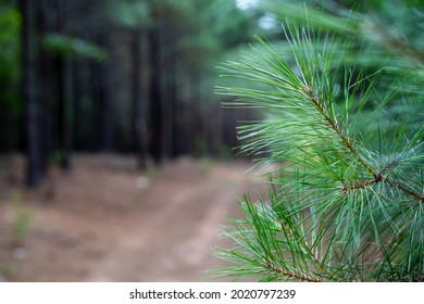 LYNCHBURG, UNITED STATES - Jul 25, 2021: A closeup of lush green pine needles in a forest in Lynchburg, USA
