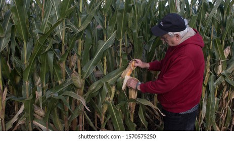 Lynnville, Iowa/USA - October 22, 2019:Farmer Inspecting His Corn Crop By Studying An Ear Of Corn;  Crop Is Nearing Maturity And Harvest; In Rural Iowa, USA