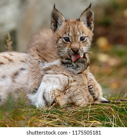 Lynnx cub washes ear mother
