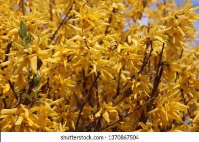 Lynwood Gold Forsythia