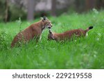 Lynx