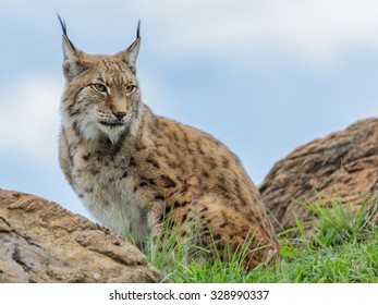 Lynx