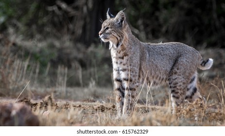 Lynx