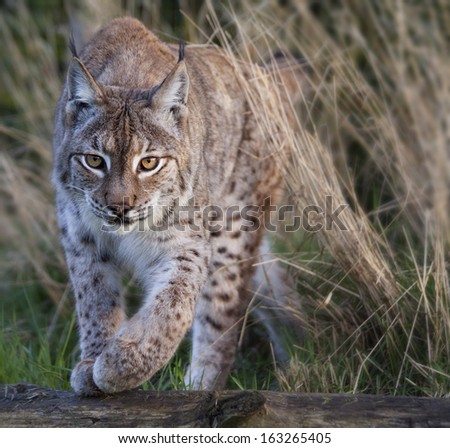 Lynx