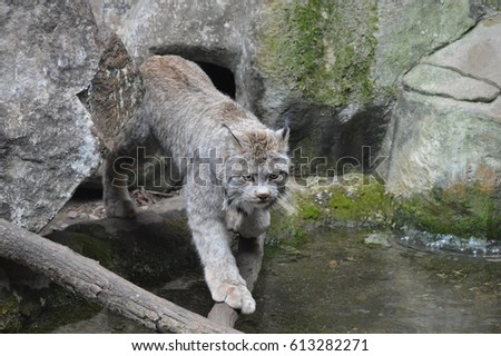 Lynx