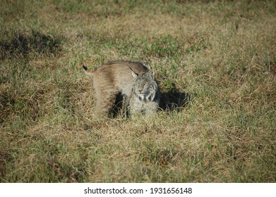 Lynx. Arctic National Wildlife Refuge. 