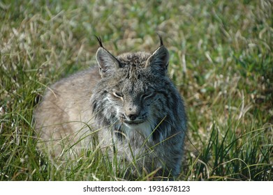 Lynx. Arctic National Wildlife Refuge.