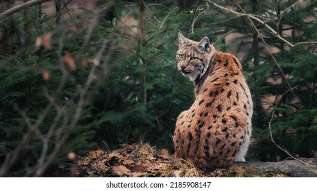 Lynx In Bohemian Forest 2022