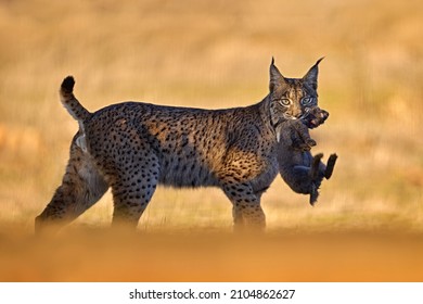 Lynx con conejo de presa. Vida salvaje en España. Linx ibérico, Lynx pardinus, gato salvaje endémico en la Península Ibérica en España en Europa. Raros gatos caminan en el hábitat natural. La puesta de sol naranja por la noche en la naturaleza