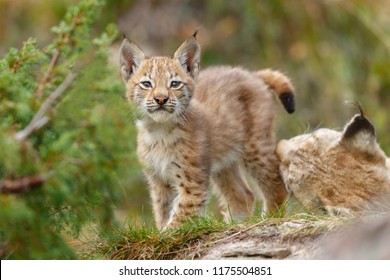 Lynx Cub Kitten