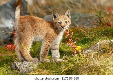 Lynx Cub Kitten