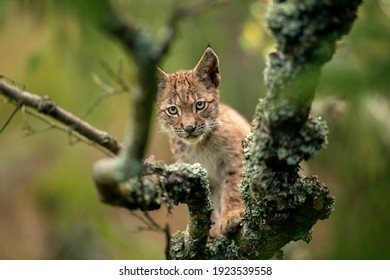 Bebe Lynx Sur Une Branche D Arbre Photo De Stock Modifiable
