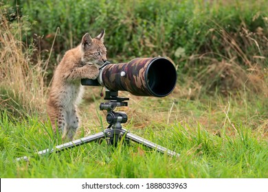 Lynx Cub As Wildlife Photographer. Funny Image Of Lynx Acting Like A Human. Animal Photo