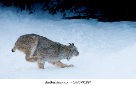 Lynx From Denali National Park