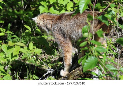 Lynx At Dyea Skagway Alaska