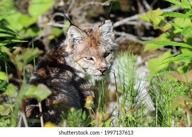 Lynx At Dyea Skagway Alaska