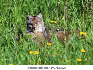 Lynx At Dyea Skagway Alaska